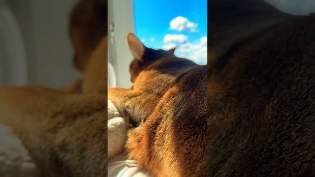 ПРИВЕТ ❤️ #кот #умныйкот #cat #smartcat #dreams #котики #умныекоты #catlover #animals
