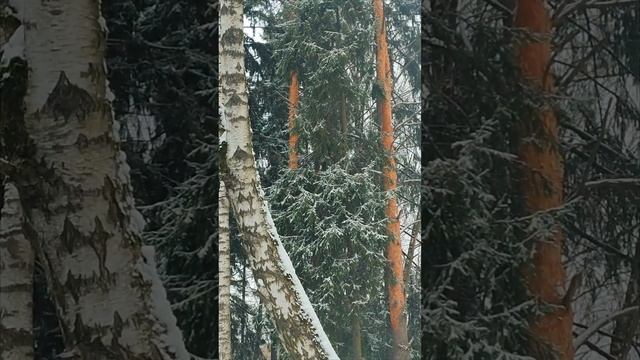 Москва крымская сосна в Лианозовском питомнике