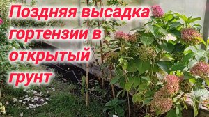 Поздняя высадка крупнолистной гортензии в открытый грунт