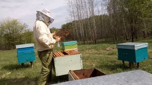 Семья воспитательница. Прививка маток. Вывод маток.