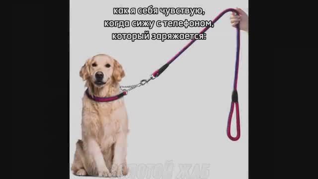 тикток любимчик _ подборка мемов