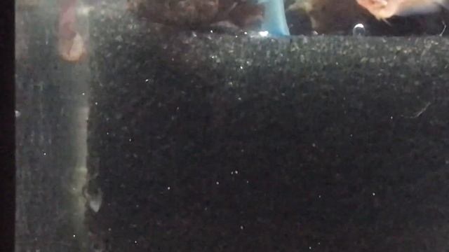Betta fry 28th day. Рыбка петушок малек 28 день. 公鸡鱼炒28天