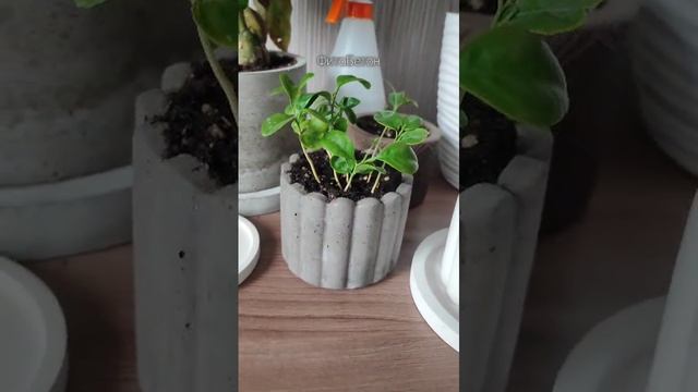 Кашпо из бетона своими руками