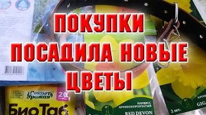Покупки, посадка новых нарциссов