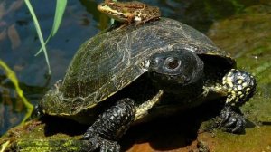 СКОЛЬКО МОЖЕТ НЕ ЕСТЬ КРОКОДИЛ? КАК ТАКОЕ ВРЕМЯ БЕЗ ПИЩИ МОЖЕТ ЖИТЬ КРОКОДИЛ