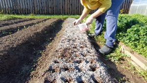 Сажаю чеснок.Псковская жизнь