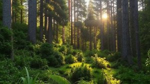 Захватывающие звуки птиц  | Утренние звуки