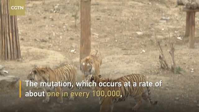 Endangered snow tiger gives birth to quintuplets in east China смотреть онлайн