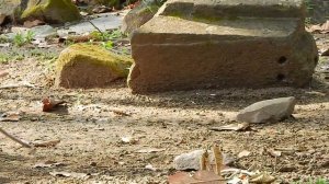 OMG! Mac Monkey Crying Seizures In Front Of Young Monkeys Playing Happily, What's Happening With Hi