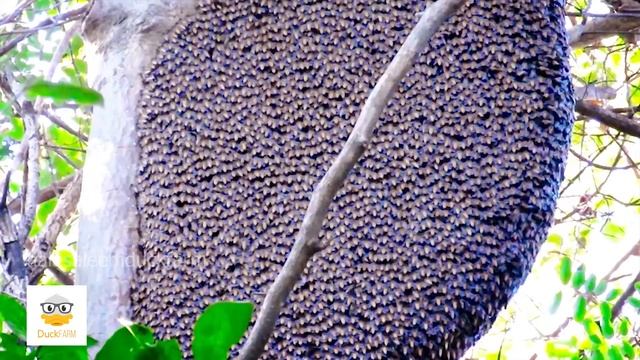 Harvesting BEEKEEPING | Bee Farm Documentary | Honey Farming Business