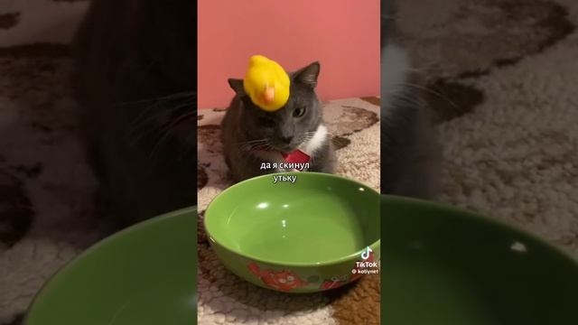 Джуси котик🐱 (@kotiynet)