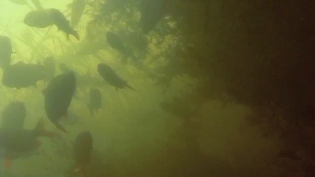 О чем молчат рыбы 3 Сазан щука карась в дельте Волги