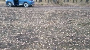 Дружные поздние всходы