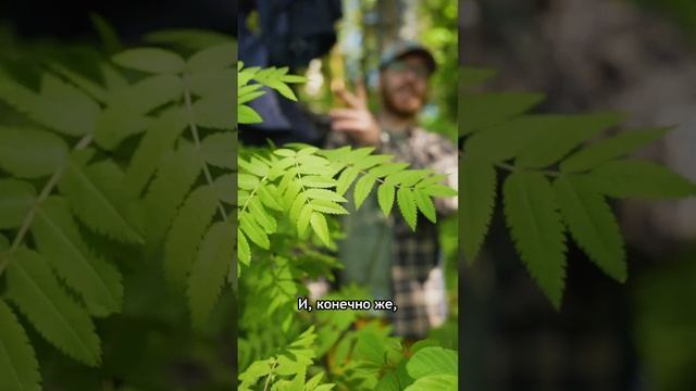 Как одеться в лес на выходные? #поход