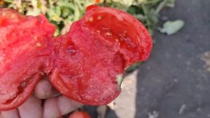 Овощи Растут. Томат Мирсини F1 и томат Перфектпил F1.