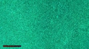 ЗВЕЗДОЧЁТ- ЯДОВИТАЯ МОРСКАЯ КОРОВКА ИЛИ РЫБА БАТАРЕЙКАЧЁРНОЕ МОРЕ КРЫМCRIMEAN Atlantic stargazer