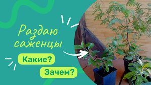 Саженцы в добрые руки. О проекте. О питомнике. Почему раздаю саженцы. Какие саженцы раздаю