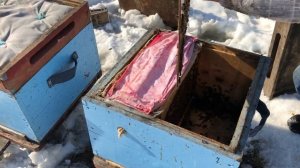 500+ Расселение пчел из общежития