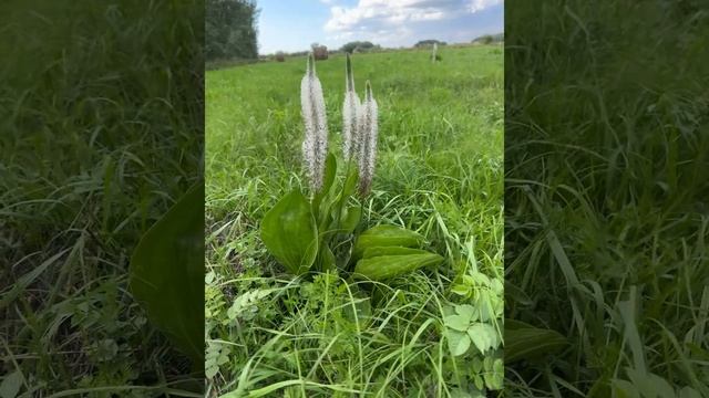 3 сентября 2024 г. смотреть онлайн