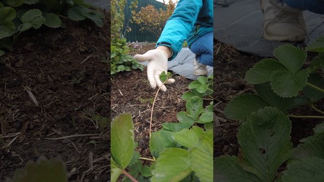 Что делать.Клубника в октябре зацвела