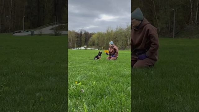 Бордер Терьер Грэм - тренировочное