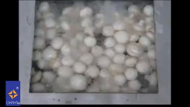 Универсальная машина для мойки овощей и фруктов ATIR II