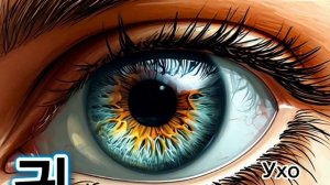 Части тела на корейском языке