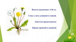 Иванова Валерия- " Красота и полезные свойства одуванчика"