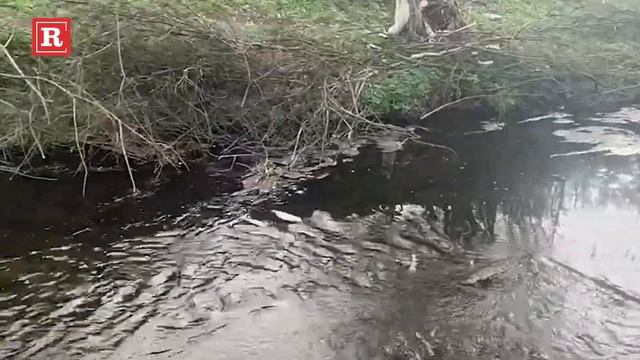 Ovo je brestovački potok u kom je tražena mala Danka смотреть онлайн