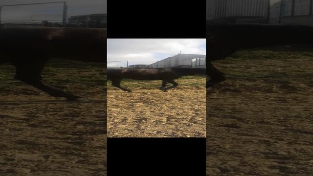 VID_20241017_134104.mp4