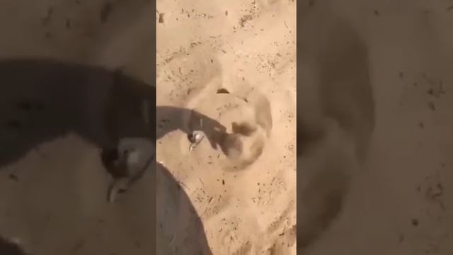 Это что такое? Ваши предположения