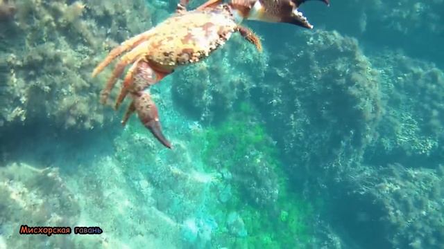 Каменный краб (красняк). Черное море дайвинг Мисхорская гавань Поиграем с молодыми красняками Крым