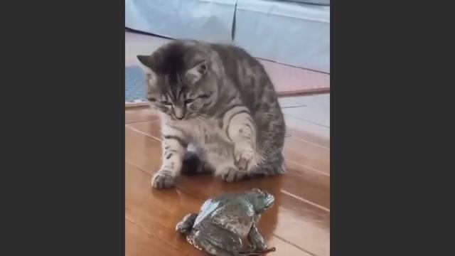 Попробуй не засмеяться, удивительно смешные кошечки и собачки, часть 29