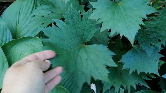 Листья разных Бузульников.