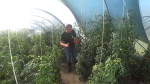 Новинки индетерминантных томатов Бронзон F1, Рок F1, Мирсини F1