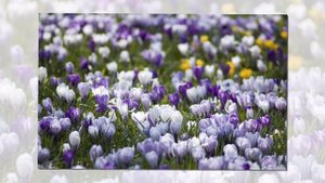 Авилов Алексей - Весна