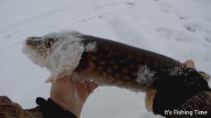 Зимняя рыбалка. Ловля на безмотылку. Попался приятный бонус.