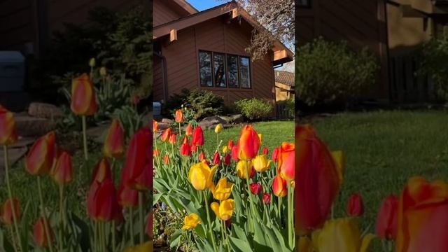 Spring Vibes  |  Enjoy Mesmerizing beauty of different colorful Trees #cherry #vlogs #spring #happy