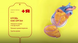 Быть донором. Выпуск 3: Кровь как орган