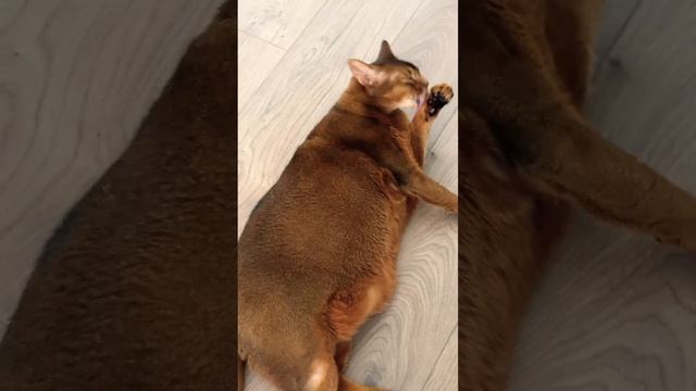 ОСТИН ❤️✨ #dreams #cat #catlover  #кот #cute #smart #умныйкот #funnycats