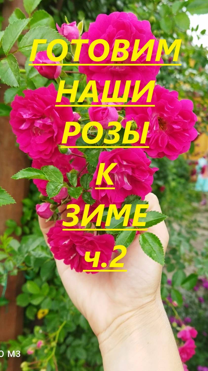 Начинаю подготовку моих роз к зимовке (ч2) #роза #цветы #осень #дача #flowers #зимовка #rose