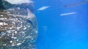 Москвариум(10)