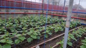 Овощи Растут. Выращивание огурца в раннем обороте. Видео 3.