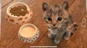 Little Kitten Adventure - Learn with a cute virtual cat Cutest Cat Best App for Kids