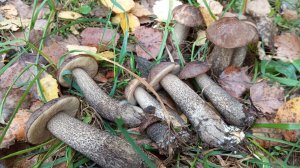 Грибная разведка  16 октября 2024 года !!!