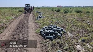 Погрузка арбуза Чарльстон Грей - 1080WebShareName