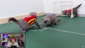 Чемпионат Мира по Футболу Среди Кошек Римейк⚽️ Коты Играют в Футбол  Реакция на котиков