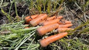 Овощи Растут. Морковь Абако 2022 год.