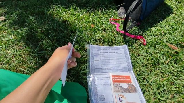 Перевозка животных в самолёте. Какие документы нужны для перевозки животных за границу.  Абхазия2023