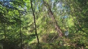 Берега лесной реки, ельник. Природа 4k